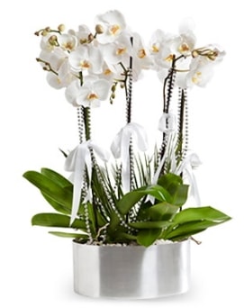 Beş dallı metal saksıda beyaz orkide  Trabzon çiçekçiler 