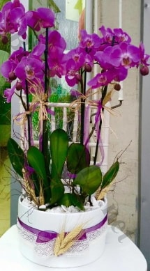 Seramik vazoda 4 dallı mor lila orkide  Trabzon kaliteli taze ve ucuz çiçekler 