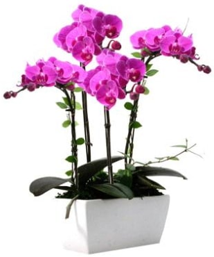 Seramik vazo ierisinde 4 dall mor orkide  Trabzon online iek gnderme sipari 