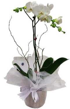 Tek dall beyaz orkide  Trabzon gvenli kaliteli hzl iek 