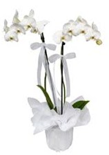 2 dallı beyaz orkide  Trabzon çiçek , çiçekçi , çiçekçilik 