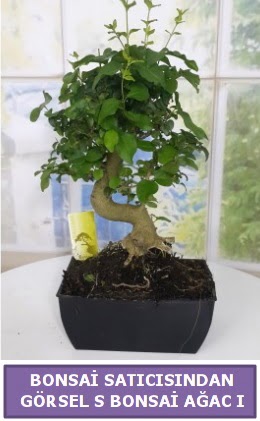 S dal erilii bonsai japon aac  Trabzon online iek gnderme sipari 