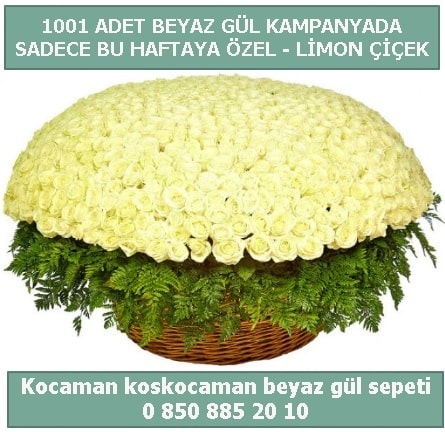 1001 adet beyaz gül sepeti özel kampanyada  Trabzon internetten çiçek satışı 