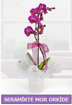 Seramik içerisinde birinci kalite tek dallı mor orkide  Trabzon çiçek siparişi sitesi 