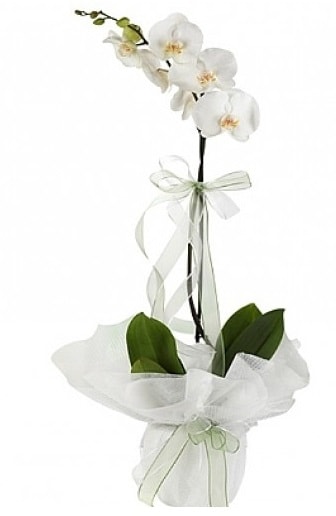 Tekli Beyaz Orkide  Trabzon uluslararası çiçek gönderme 