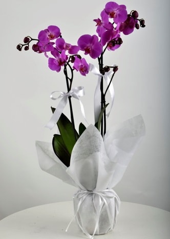 Çift dallı saksıda mor orkide çiçeği  Trabzon çiçek mağazası , çiçekçi adresleri 