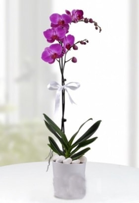 Tek dallı saksıda mor orkide çiçeği  Trabzon çiçek online çiçek siparişi 