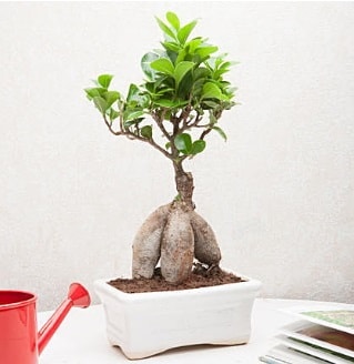 Exotic Ficus Bonsai ginseng  Trabzon iek gnderme 