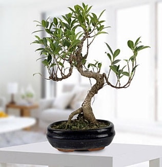 Gorgeous Ficus S shaped japon bonsai  Trabzon ucuz iek gnder 