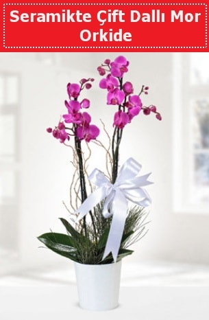 Seramikte Çift Dallı Mor Orkide  Trabzon İnternetten çiçek siparişi 