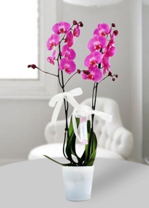 Çift dallı mor orkide  Trabzon çiçek online çiçek siparişi 