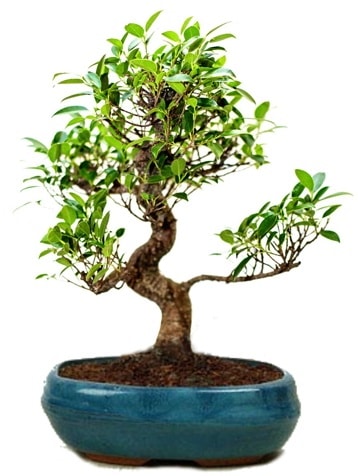 25 cm ile 30 cm aralığında Ficus S bonsai  Trabzon internetten çiçek satışı 