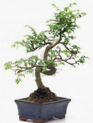 S gvde bonsai minyatr aa japon aac  Trabzon online iek gnderme sipari 
