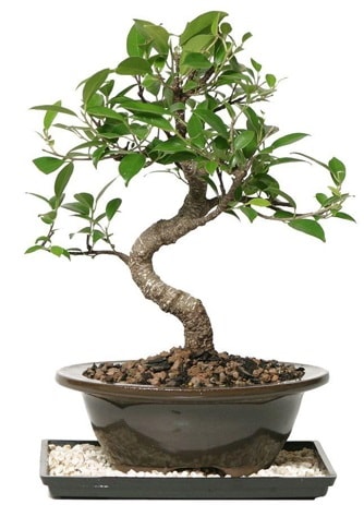 Altın kalite Ficus S bonsai  Trabzon çiçek siparişi vermek  Süper Kalite