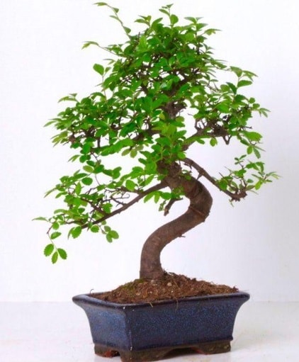 S gvdeli bonsai minyatr aa japon aac  Trabzon internetten iek sat 