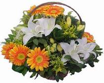  Trabzon hediye çiçek yolla  sepet modeli Gerbera kazablanka sepet